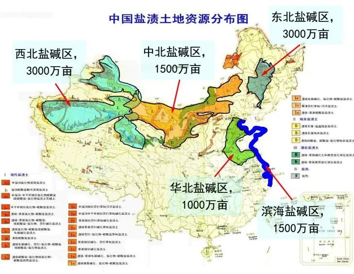 土壤盐碱化的表现及形成原因 - 五禾农业